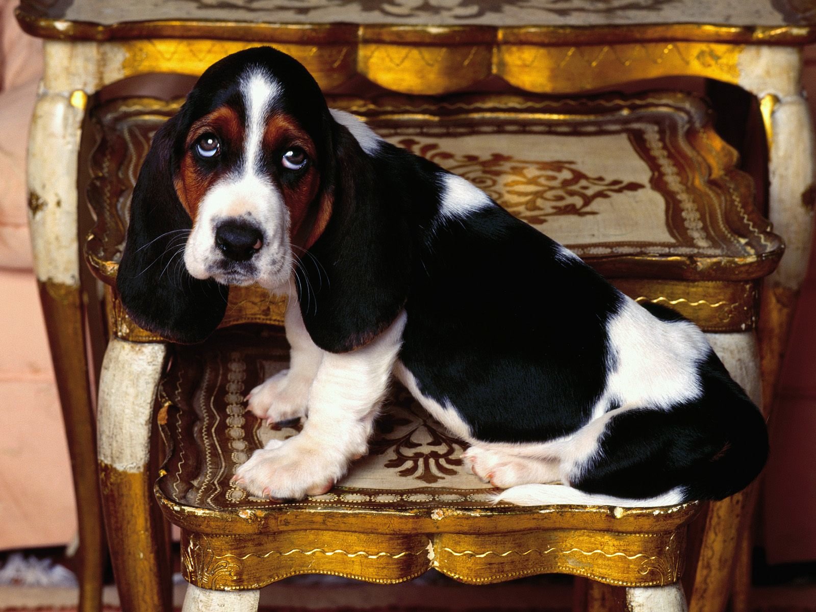 Free download Basset Hound wallpaper ID:214124 hd 1600x1200 for computer