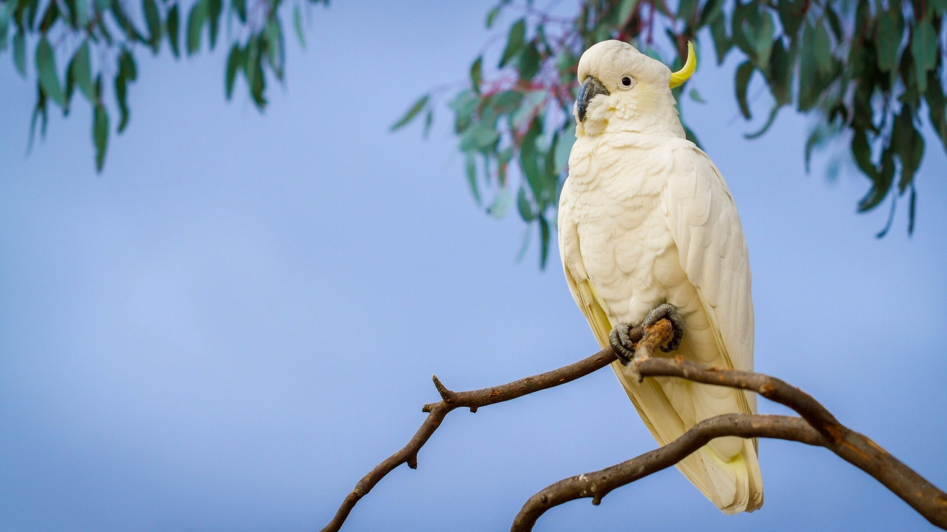 Free download Sulphur-crested Cockatoo background ID:130233 hd 1080p for computer