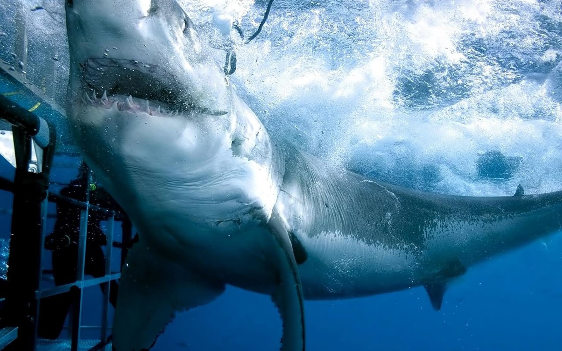 Best Great White Shark wallpaper ID:374690 for High Resolution hd 1920x1200 computer