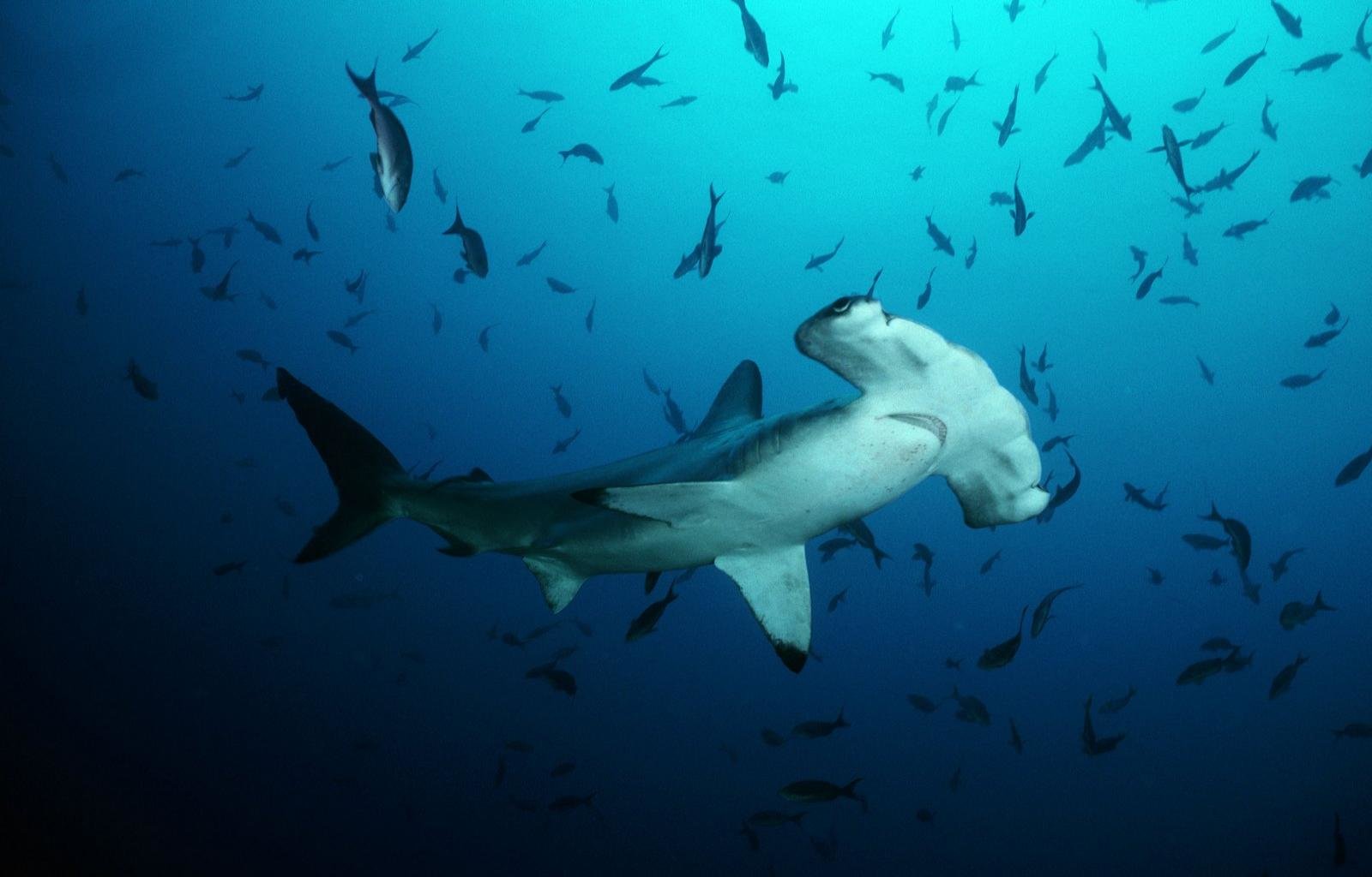 Download hd 1600x1024 Hammerhead Shark PC background ID:469900 for free