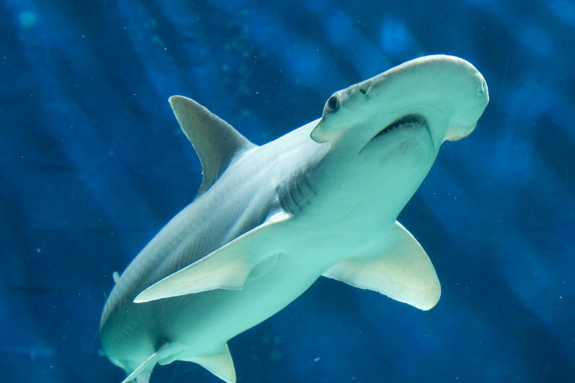 Best Hammerhead Shark background ID:469895 for High Resolution hd 1920x1280 PC