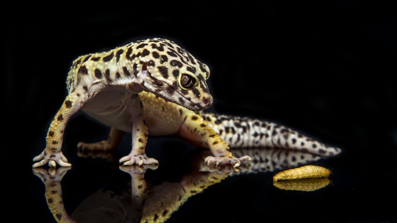Best Leopard Gecko background ID:357670 for High Resolution hd 1366x768 desktop