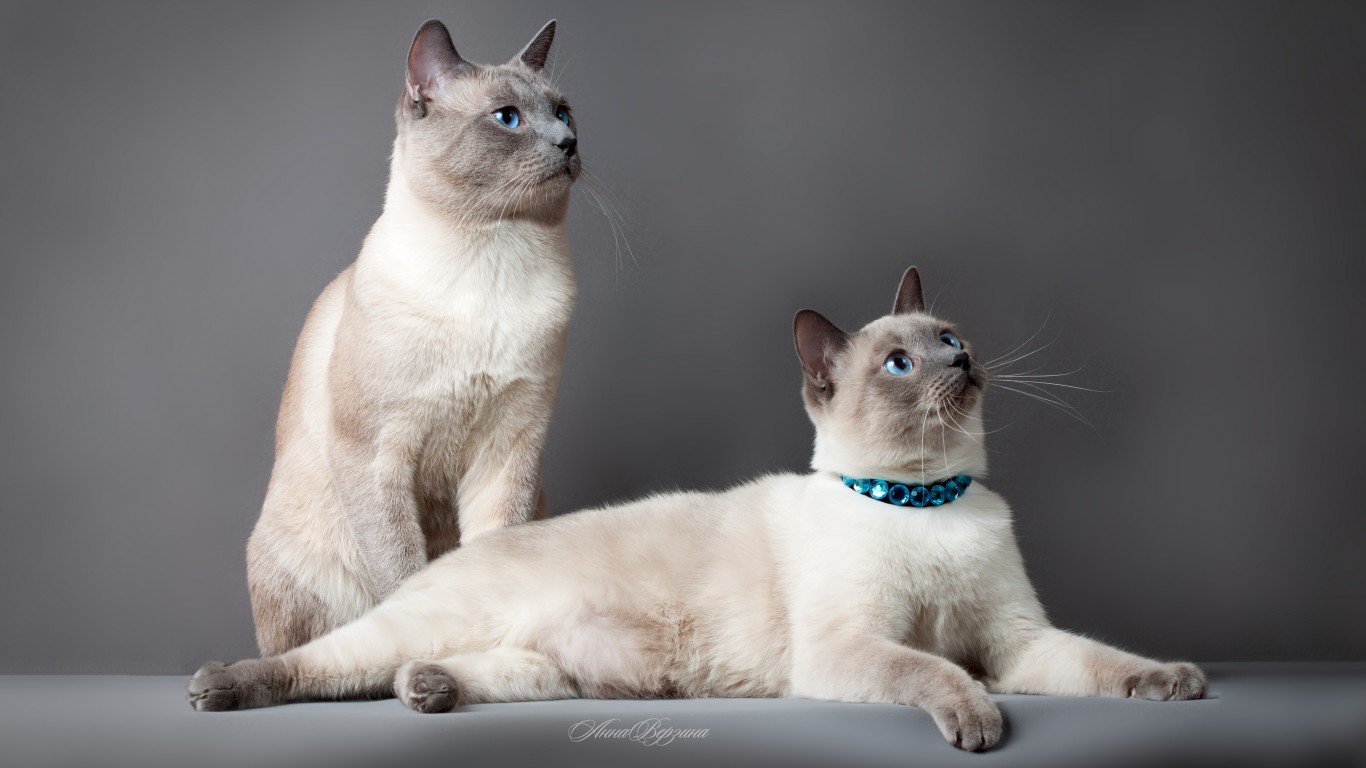 Free Siamese Cat high quality wallpaper ID:53377 for 1366x768 laptop PC