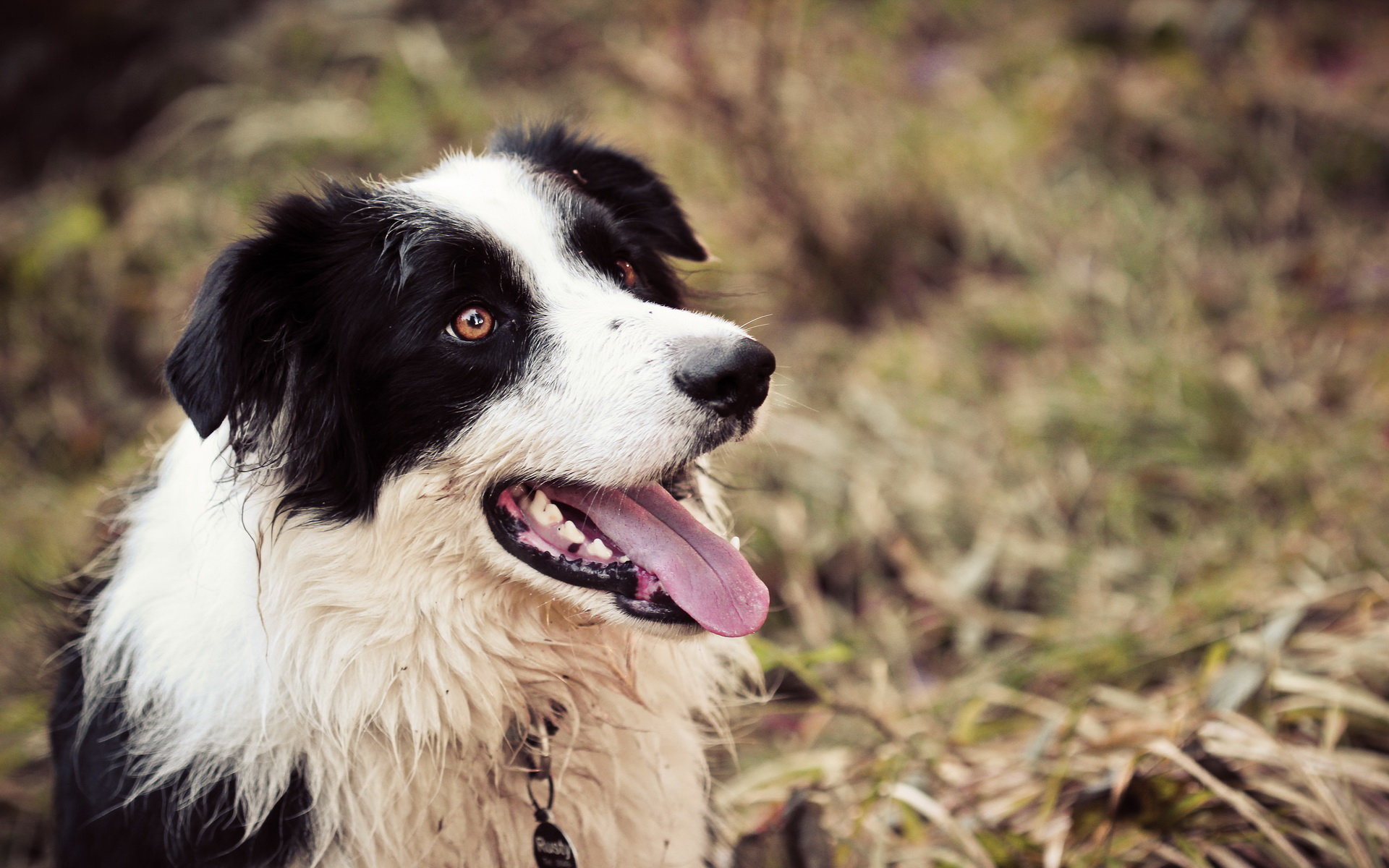 Download hd 1920x1200 Border Collie desktop background ID:165877 for free