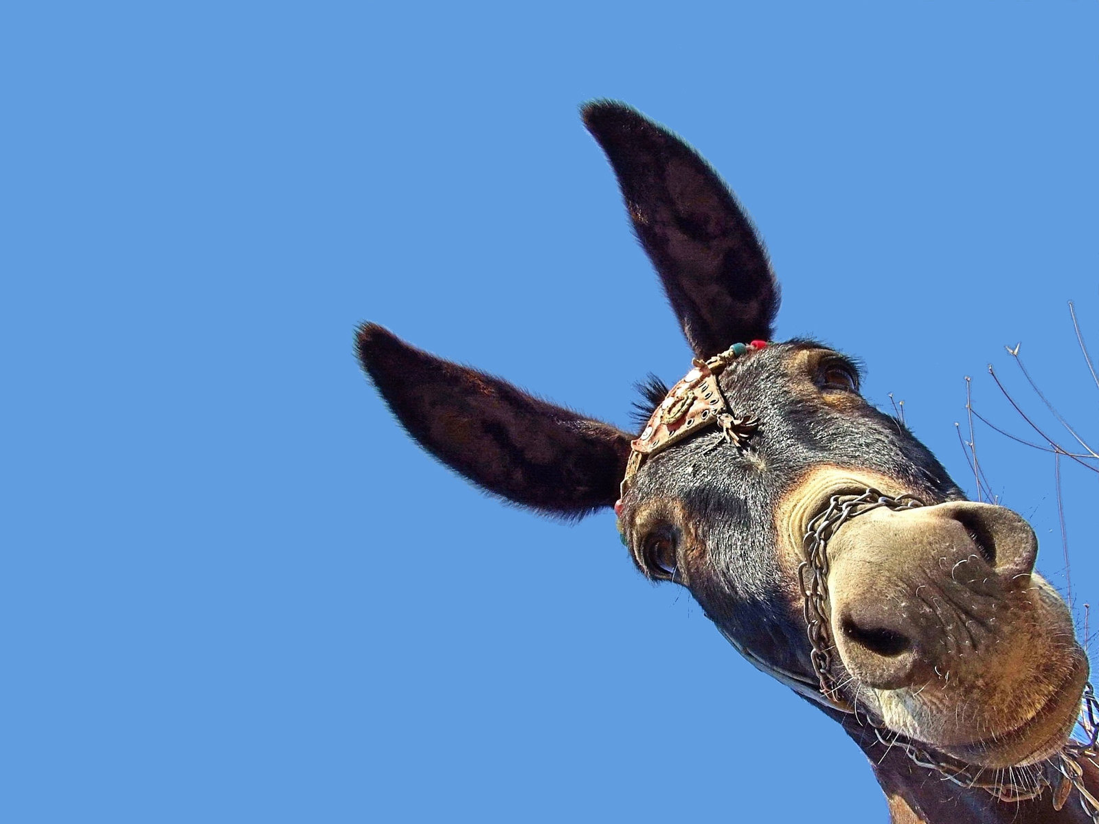 High resolution Donkey hd 1600x1200 wallpaper ID:194063 for PC