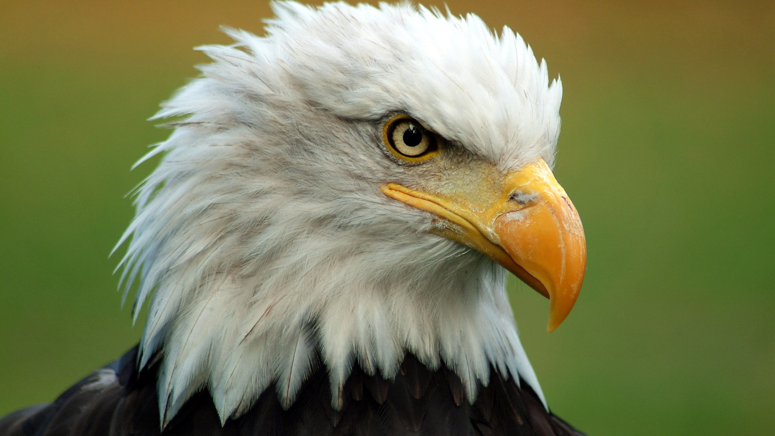 Best American Bald Eagle wallpaper ID:68654 for High Resolution hd 2560x1440 PC