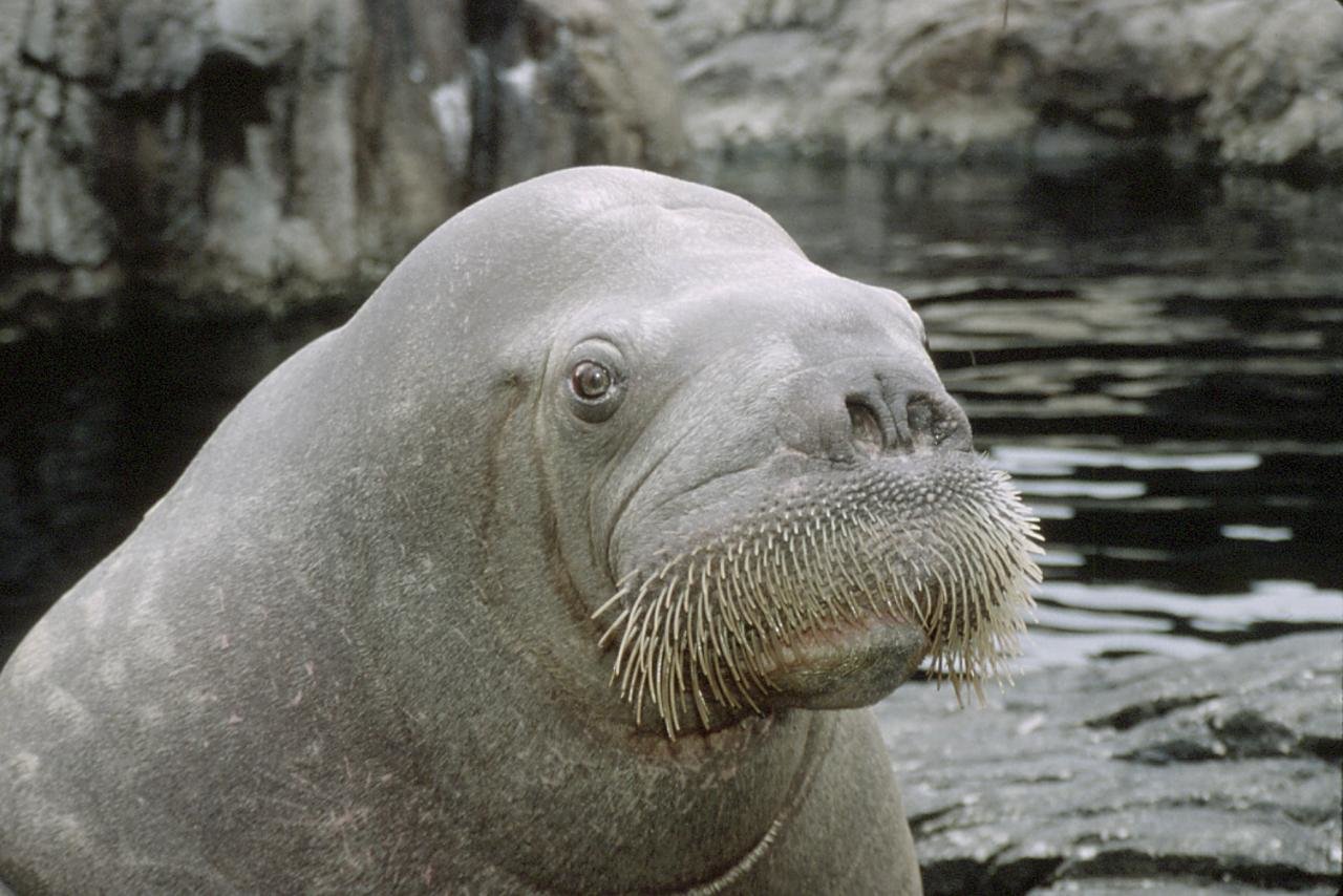 Awesome Walrus free wallpaper ID:394835 for hd 1280x854 PC