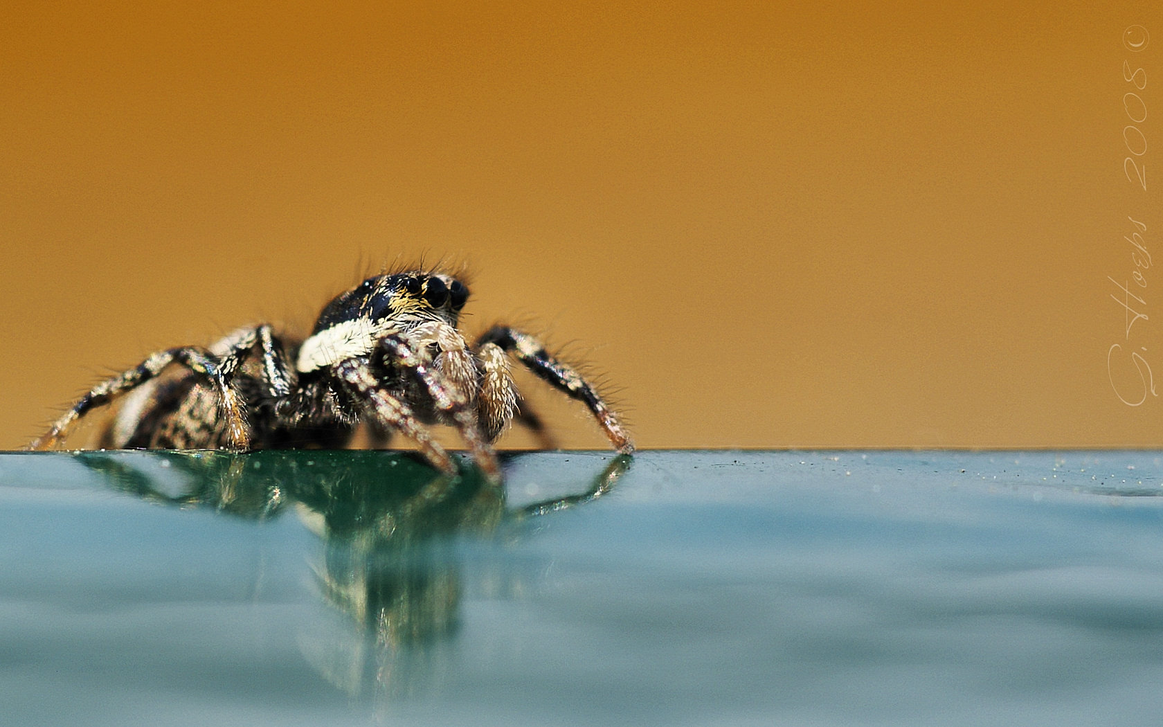 Awesome Spider free wallpaper ID:22140 for hd 1680x1050 computer