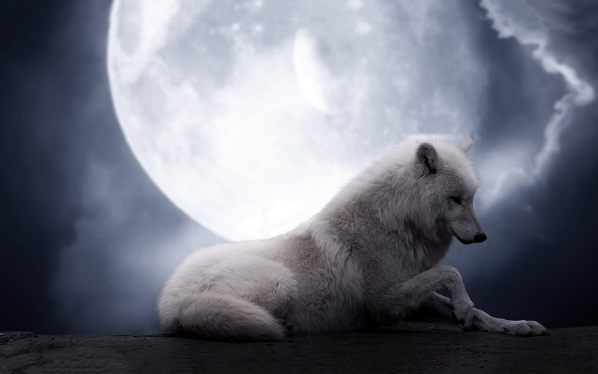 Free White Wolf high quality wallpaper ID:117753 for hd 1920x1200 desktop