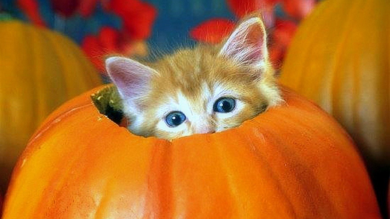 Free download Kitten background ID:429457 1366x768 laptop for PC