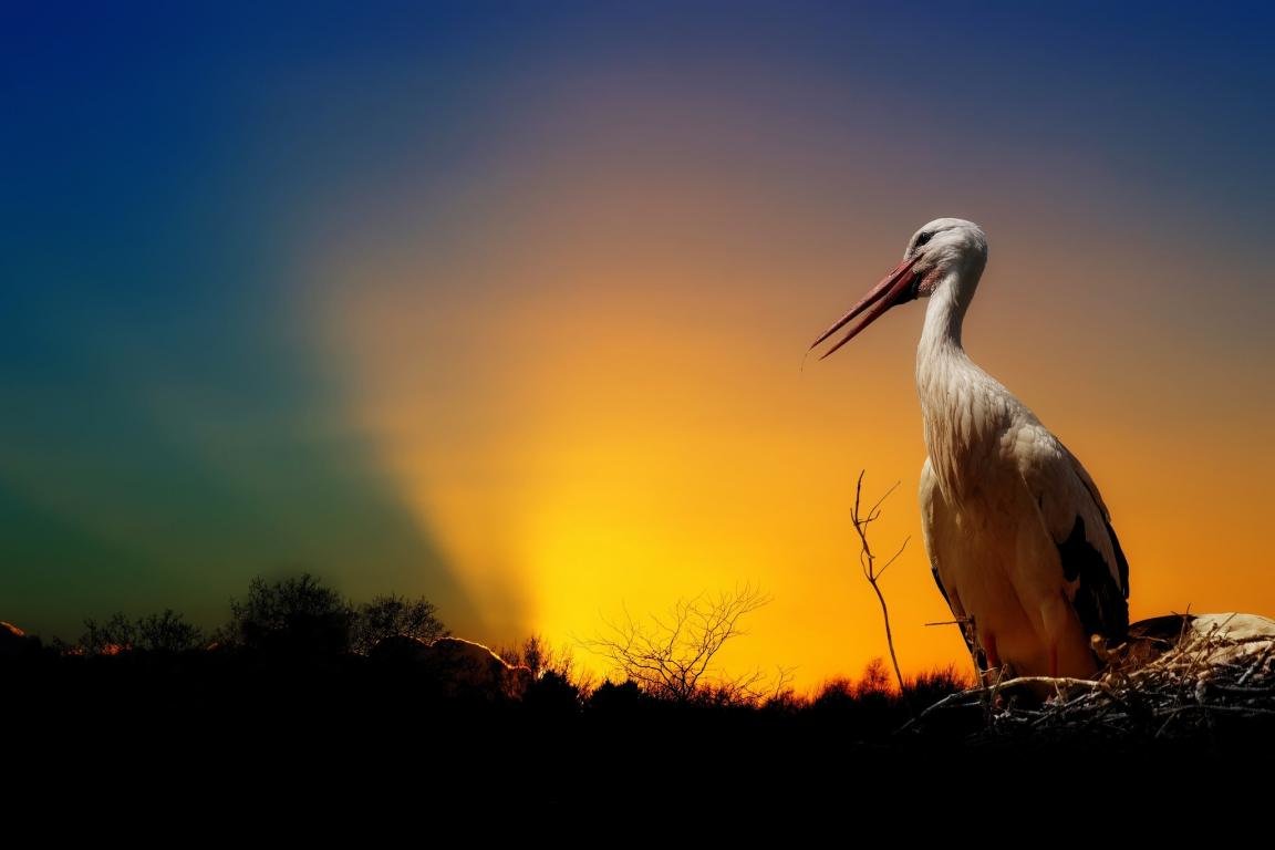 Awesome White Stork free background ID:9607 for hd 1152x768 desktop