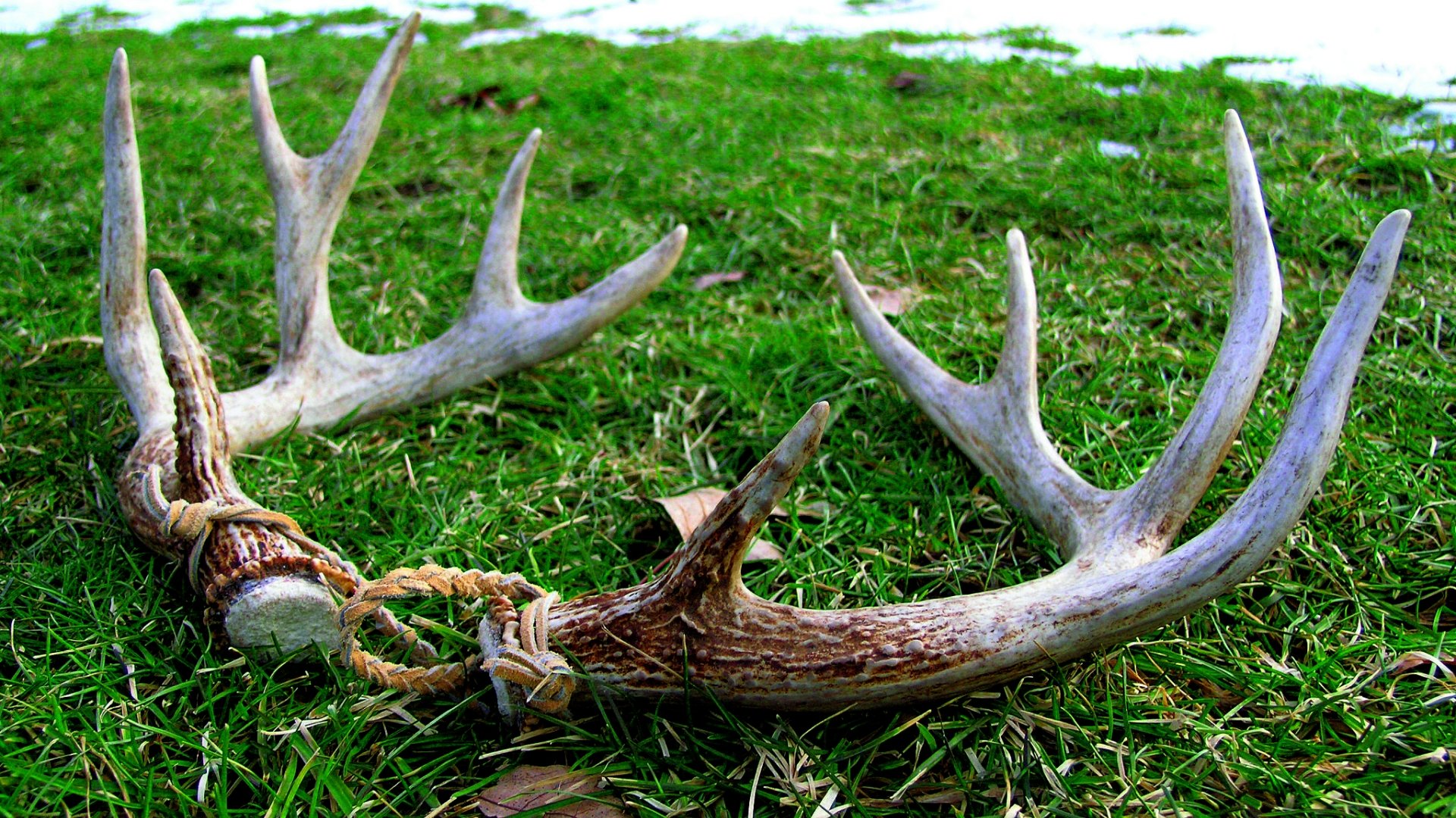 Awesome Antler free background ID:430703 for 1080p PC