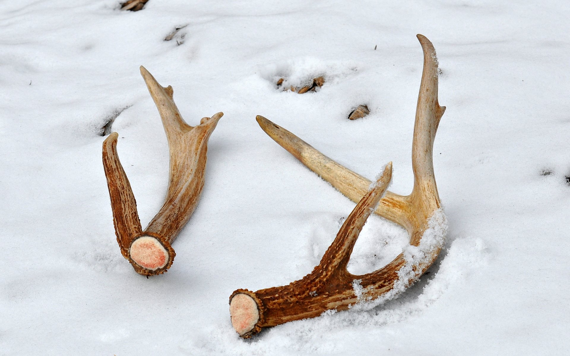 High resolution Antler hd 1920x1200 background ID:430714 for PC