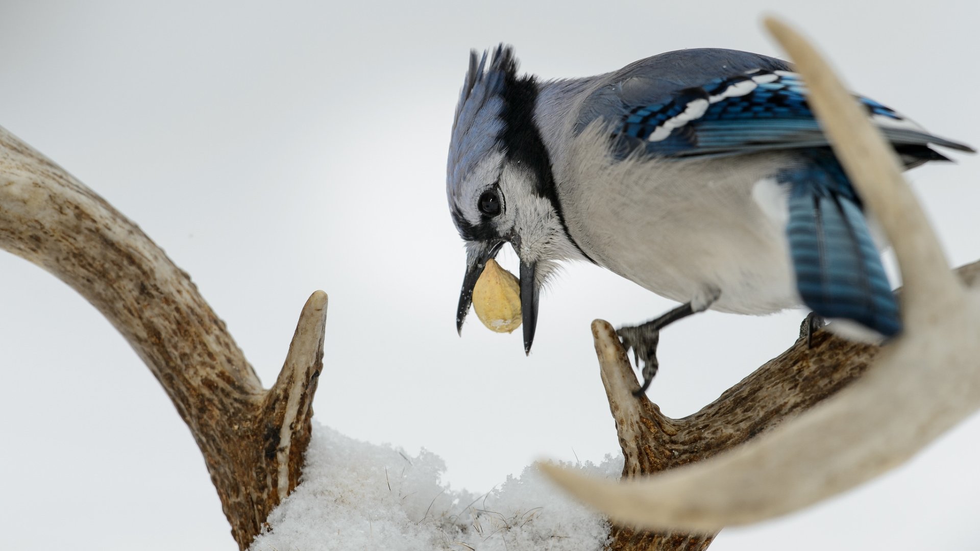 Free Blue Jay high quality background ID:158393 for full hd 1080p computer