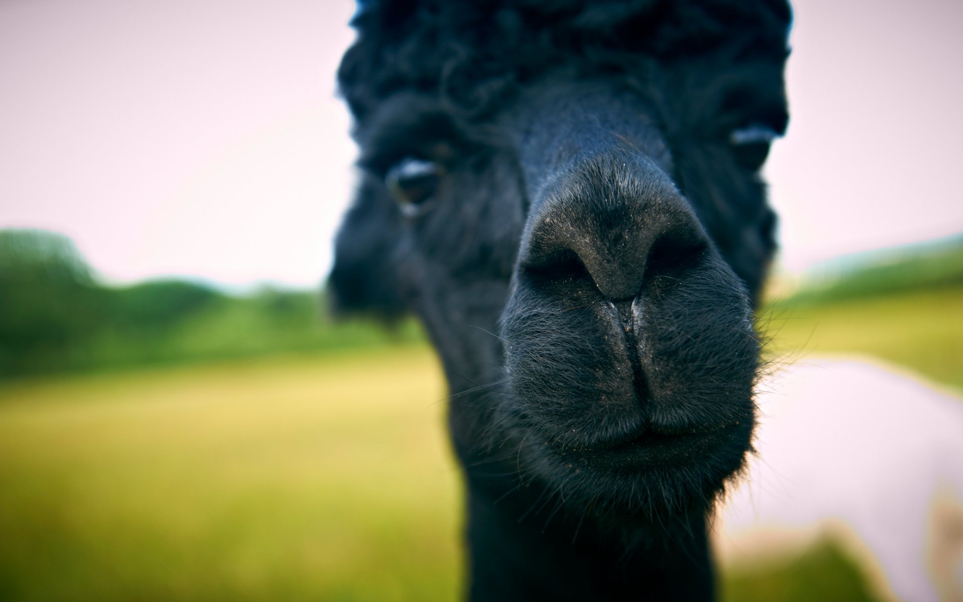 Free Alpaca high quality background ID:127016 for hd 1920x1200 computer
