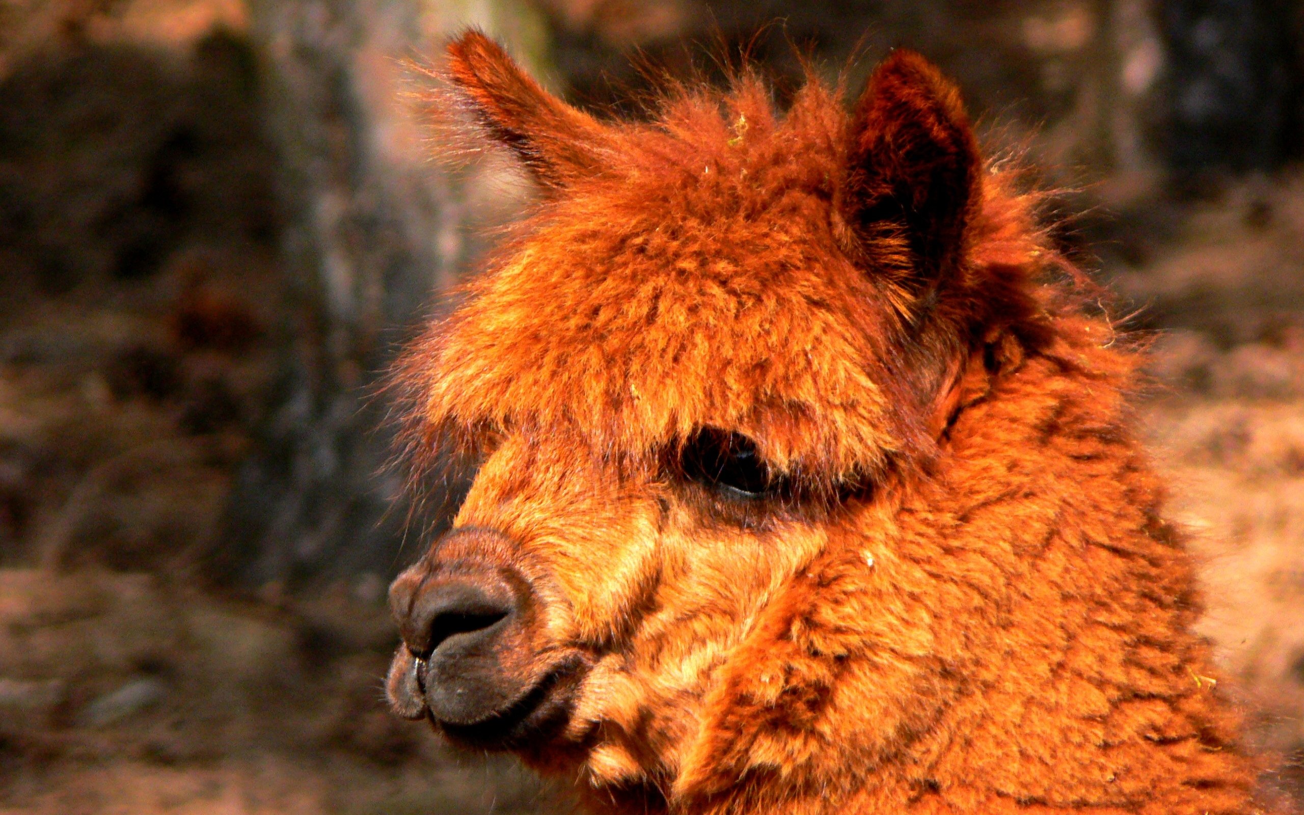 Free Alpaca high quality background ID:127026 for hd 2560x1600 computer