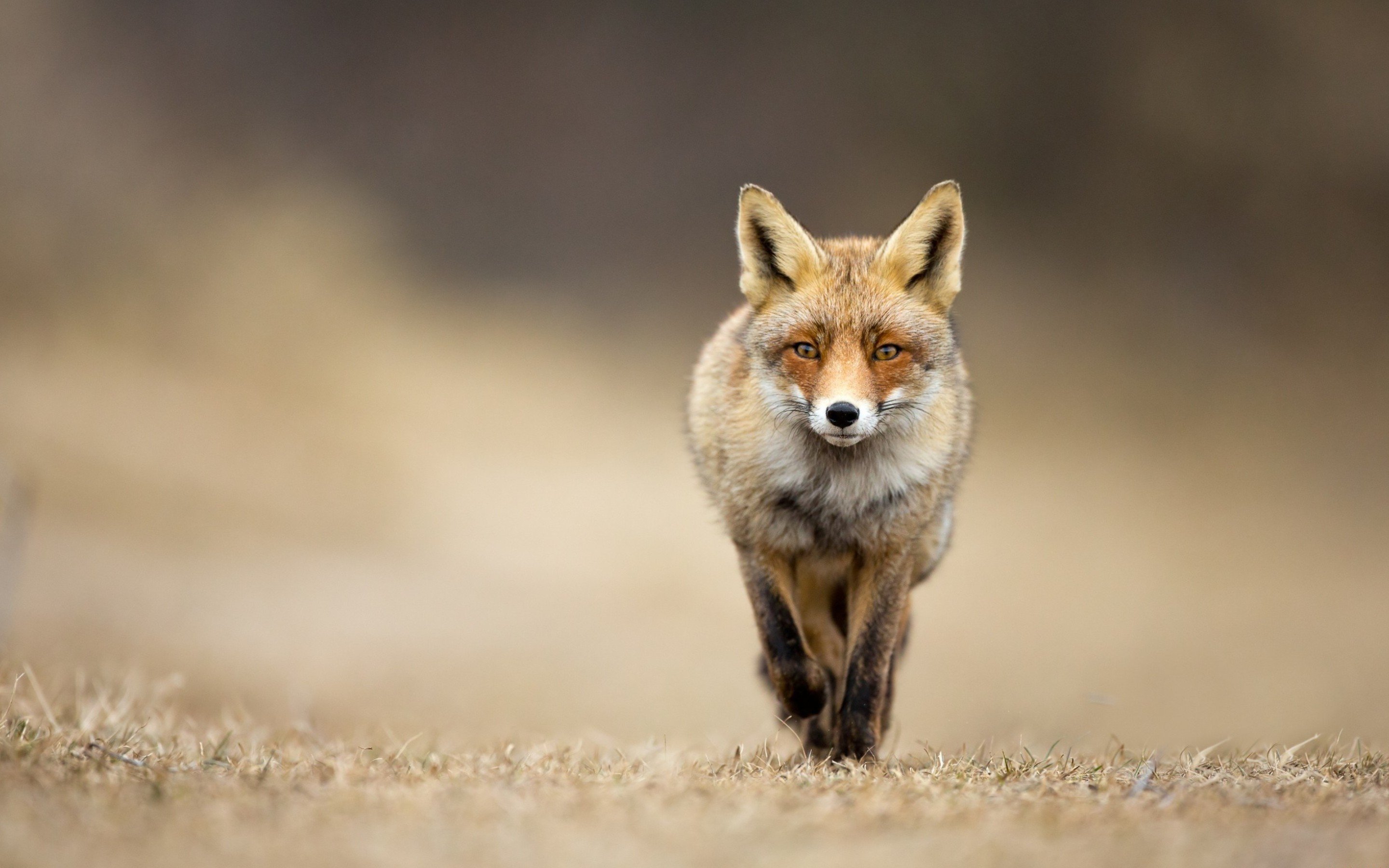 Free Fox high quality background ID:58813 for hd 2880x1800 PC