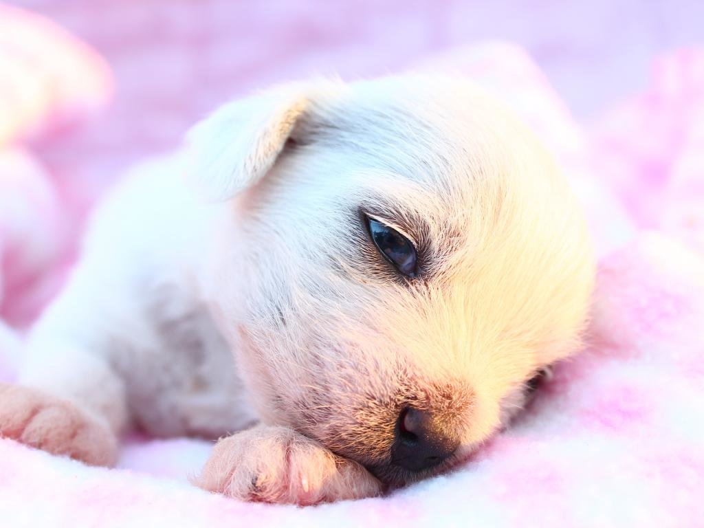 High resolution Puppy hd 1024x768 background ID:46676 for PC