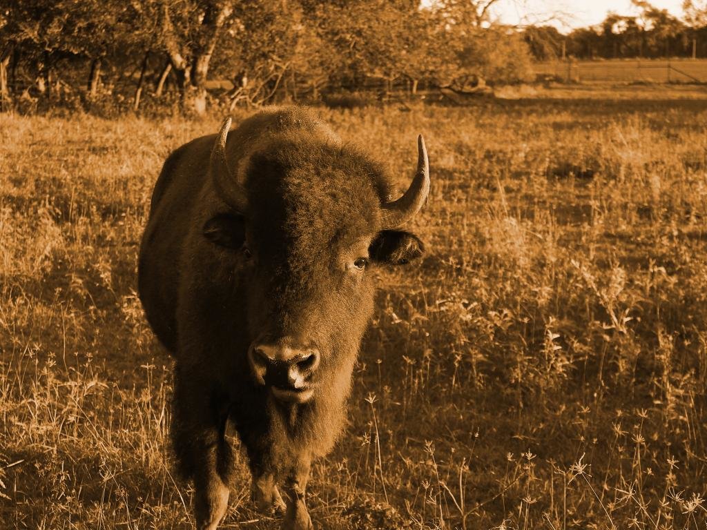 Free download Bison wallpaper ID:130643 hd 1024x768 for PC