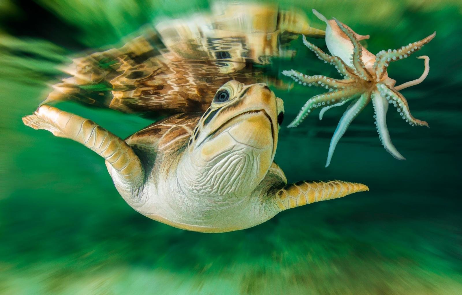 Free download Turtle background ID:29889 hd 1600x1024 for desktop