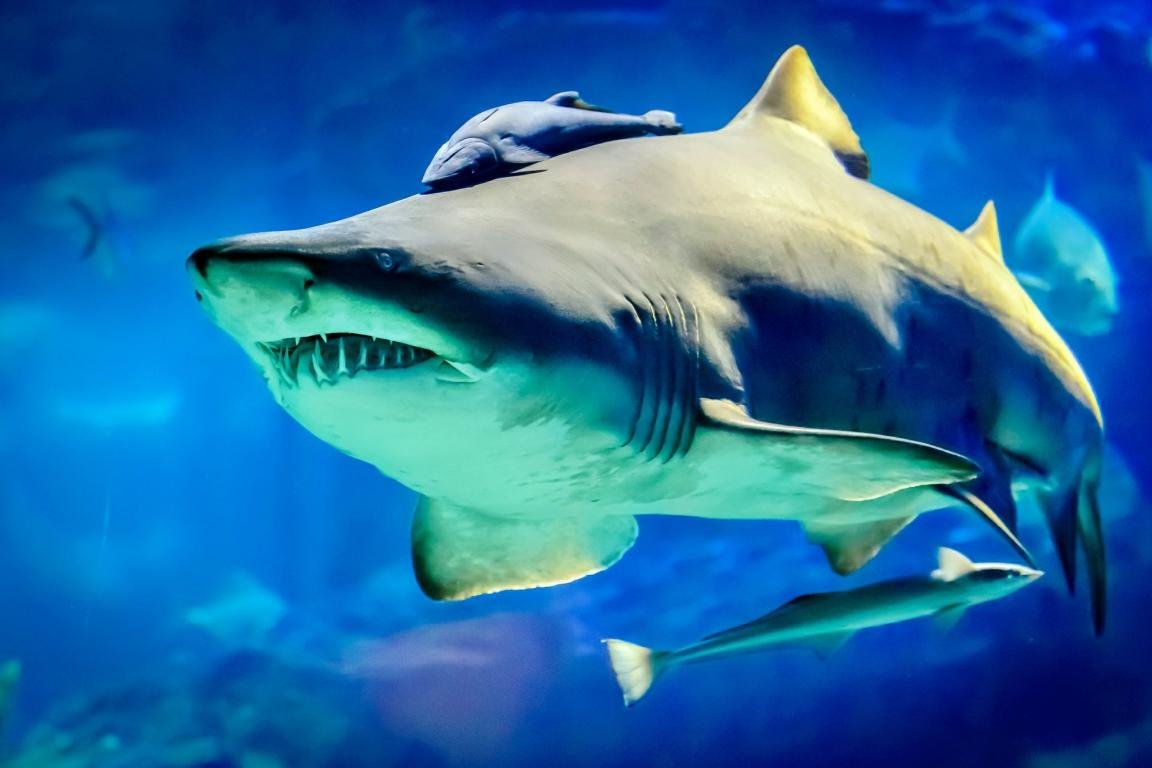 Awesome Shark free background ID:180554 for hd 1152x768 desktop