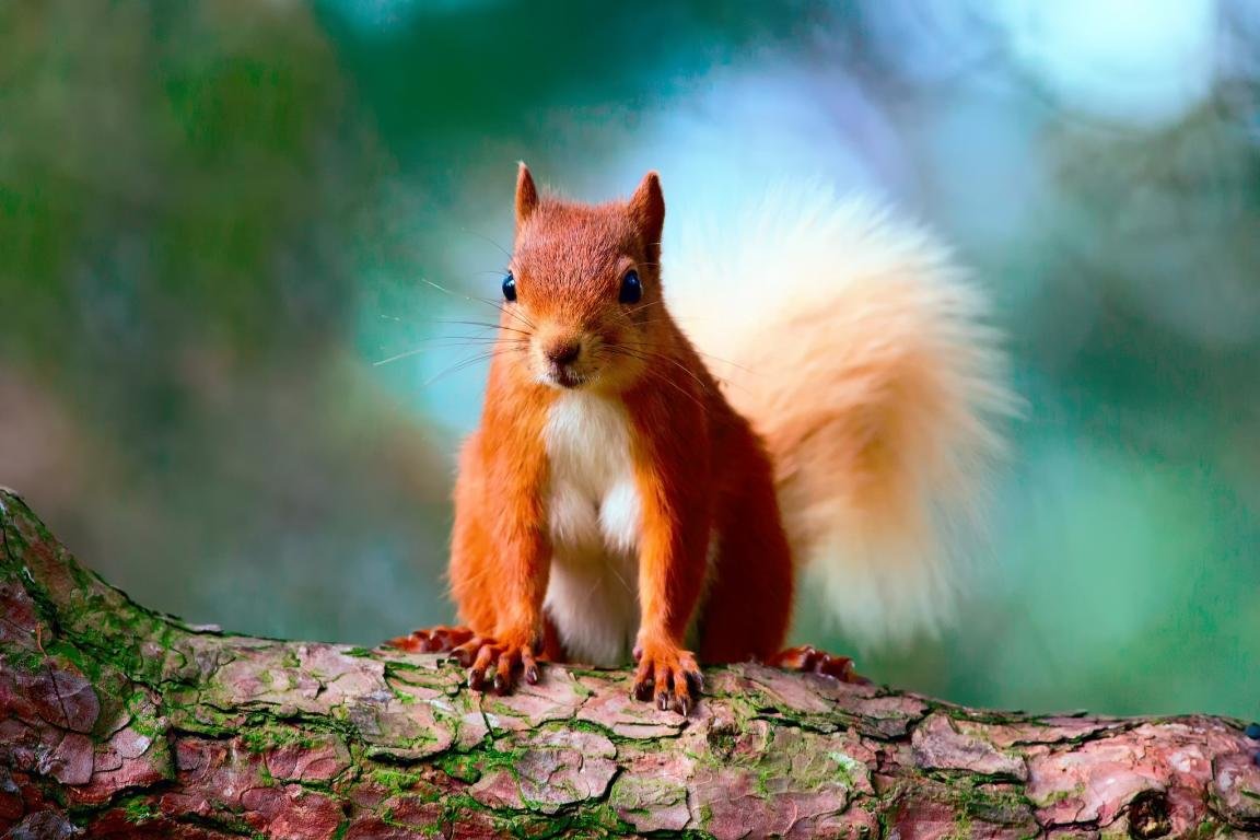Download hd 1152x768 Squirrel computer wallpaper ID:311867 for free