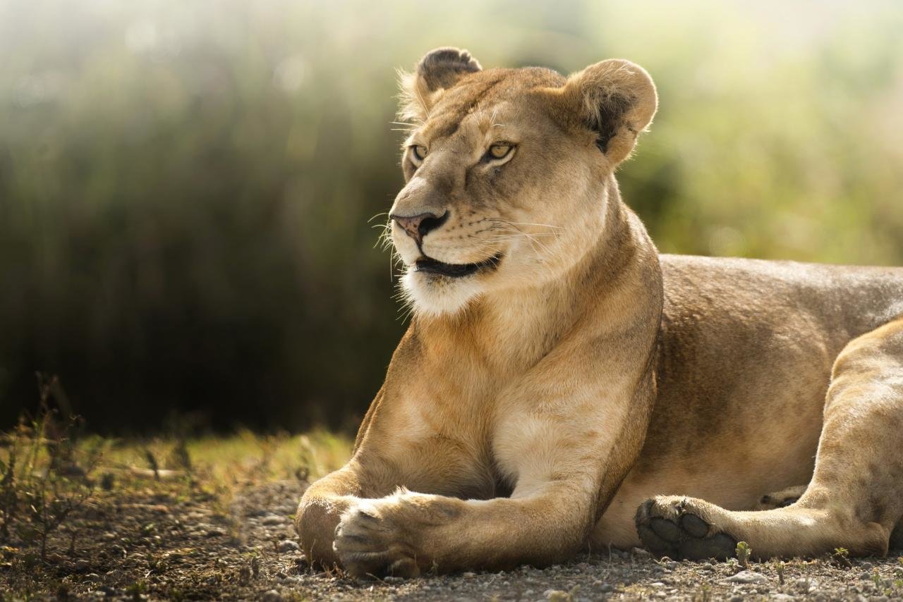 Awesome Lioness free background ID:255275 for hd 1280x854 computer