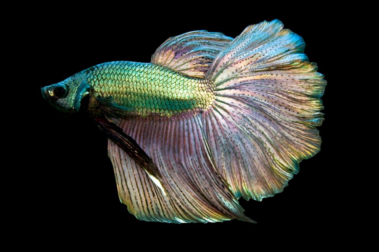 Awesome Betta free background ID:212090 for hd 1280x854 desktop