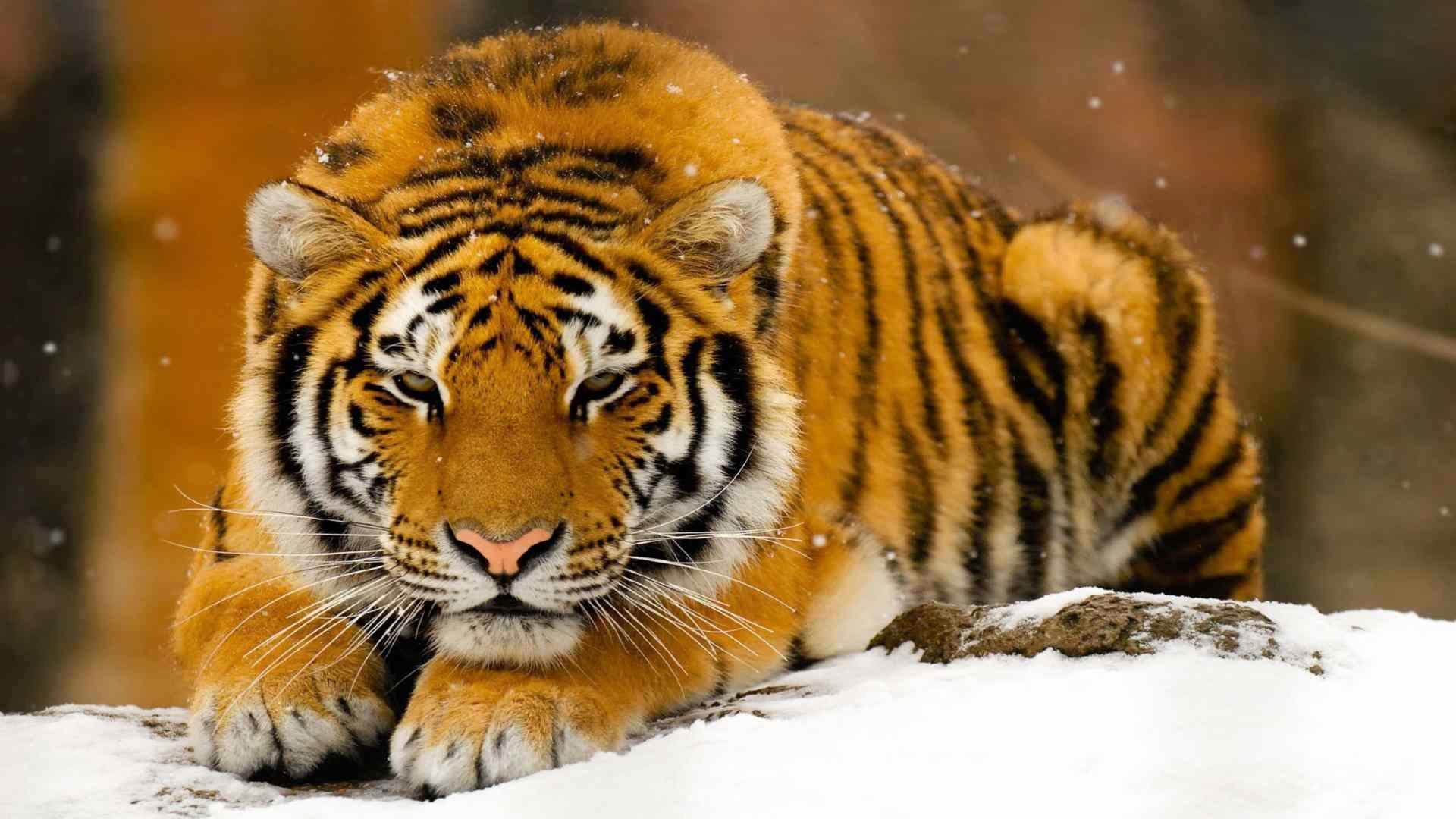 Awesome Tiger free wallpaper ID:116507 for 1080p PC