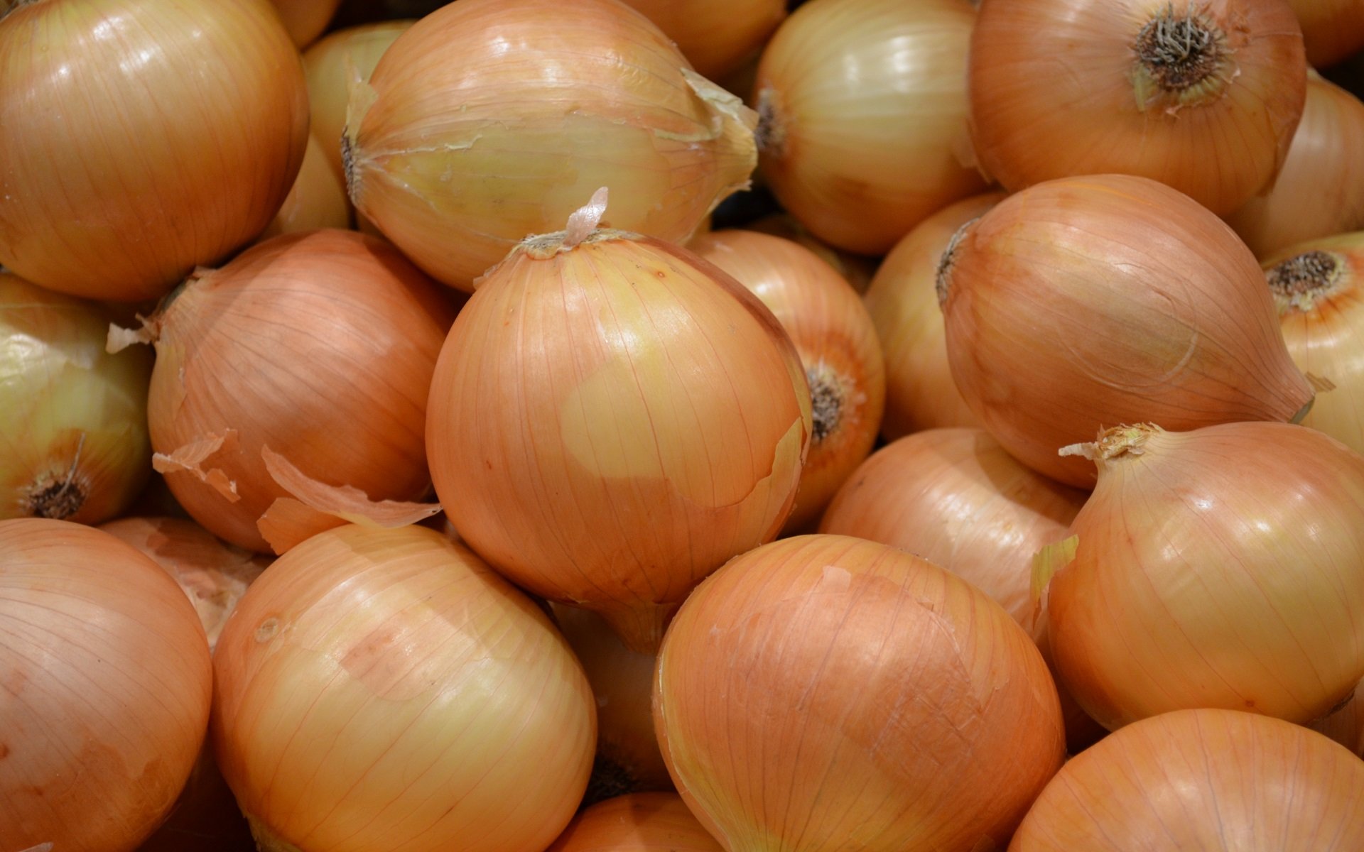 Awesome Onion free wallpaper ID:457698 for hd 1920x1200 desktop