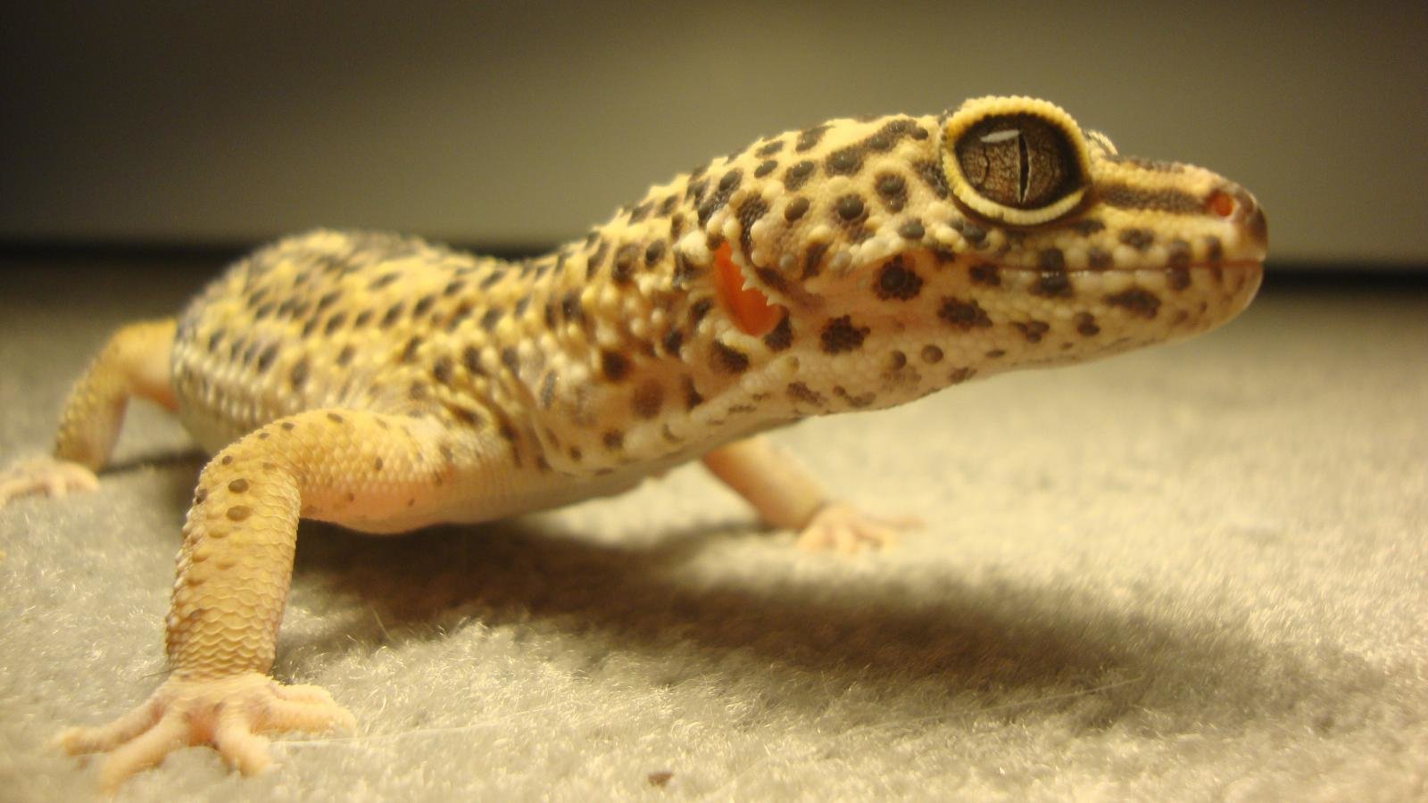 Awesome Leopard Gecko free wallpaper ID:357665 for hd 1600x900 desktop