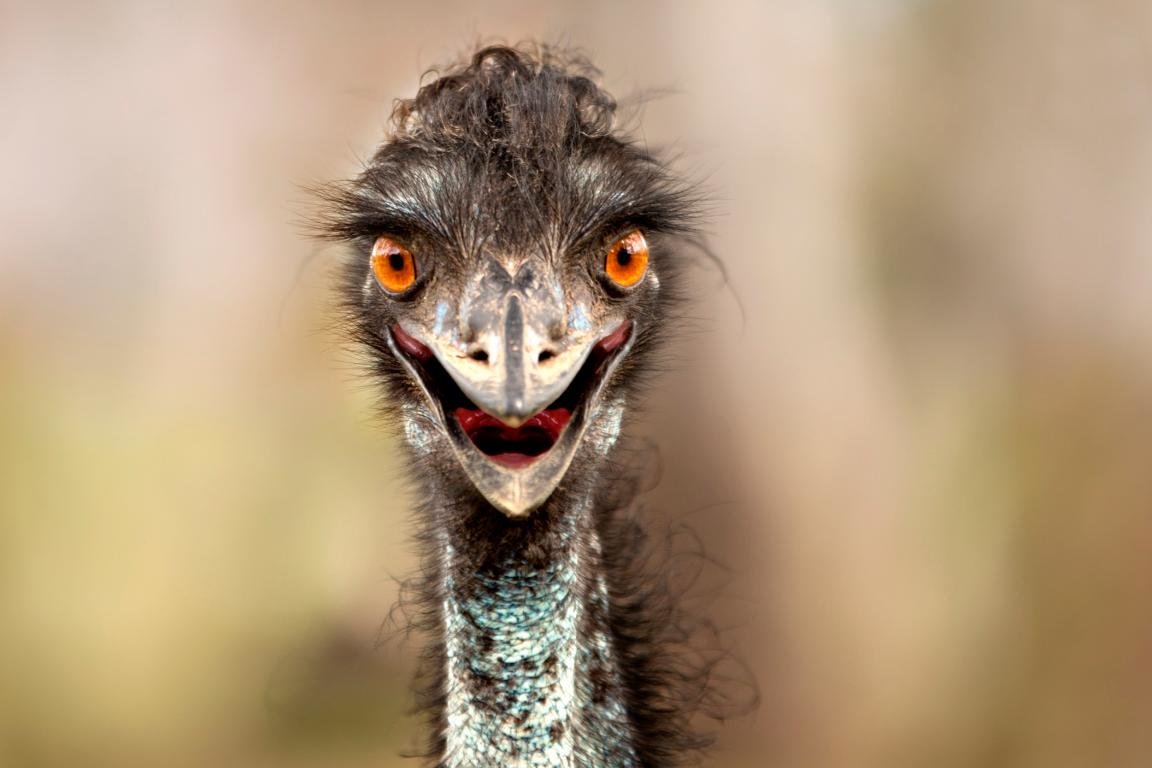 Awesome Ostrich free background ID:290156 for hd 1152x768 computer