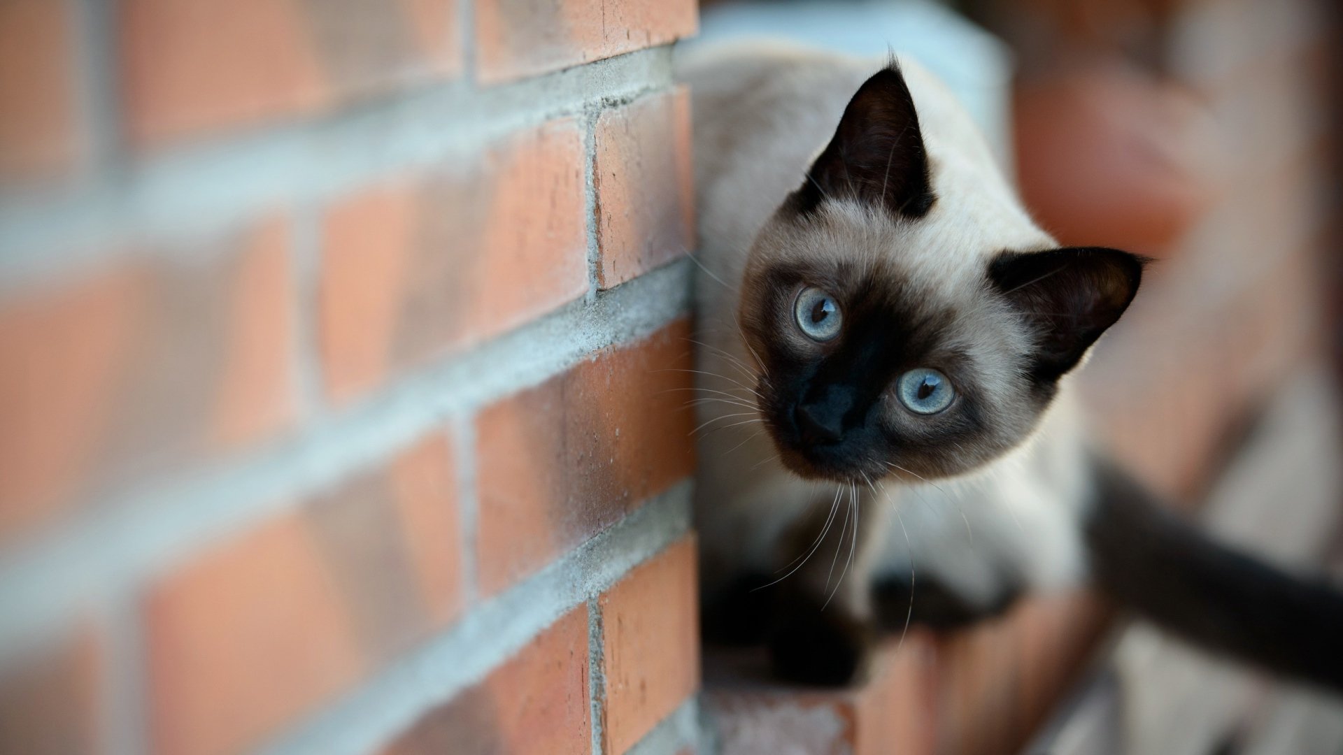 High resolution Siamese Cat full hd 1920x1080 background ID:53376 for desktop