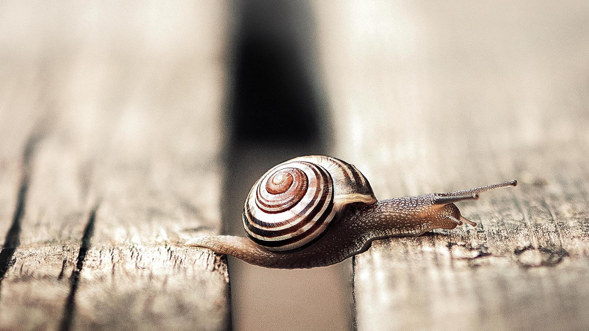 High resolution Snail hd 2048x1152 background ID:198875 for PC