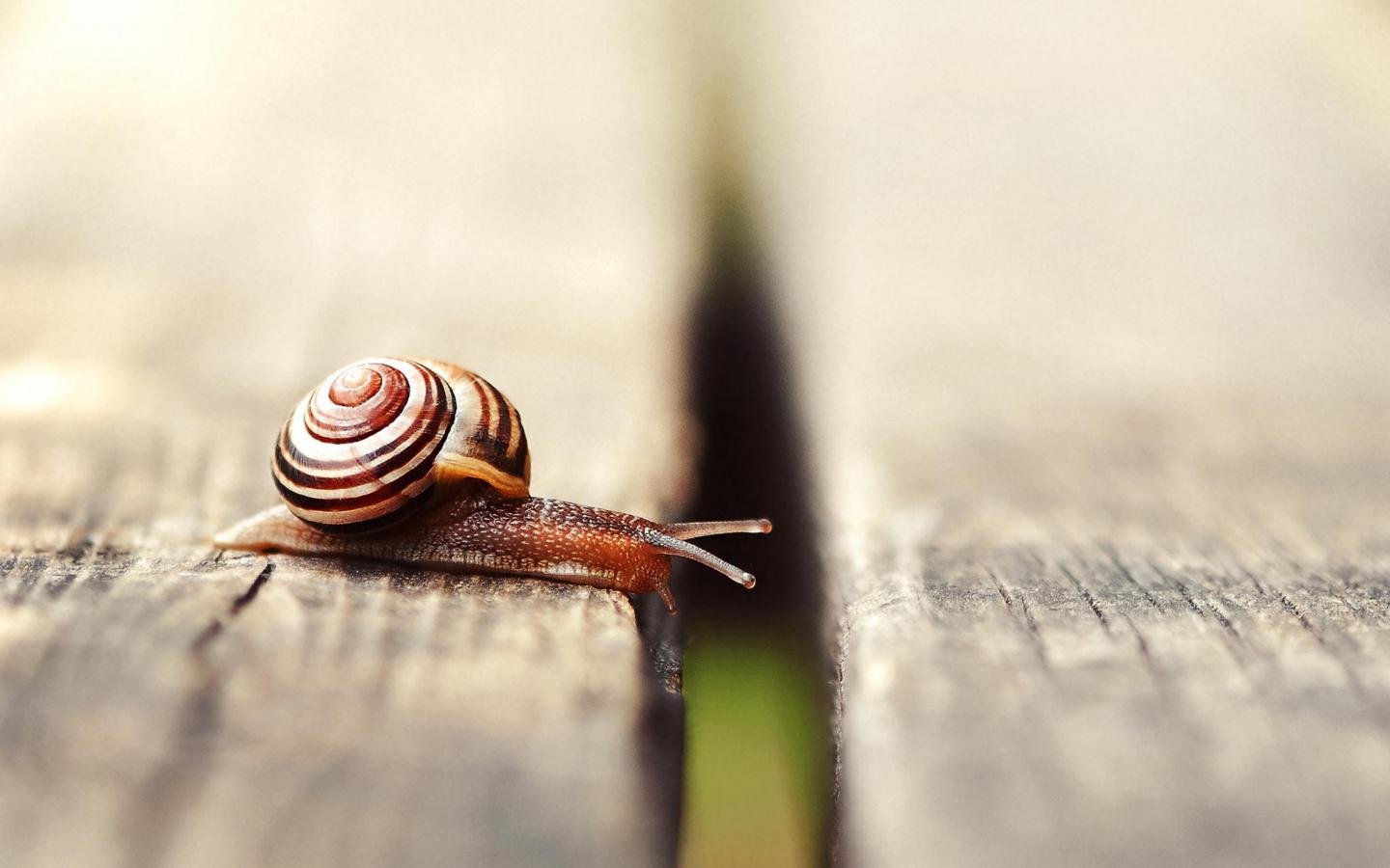 Free download Snail wallpaper ID:198939 hd 1440x900 for computer