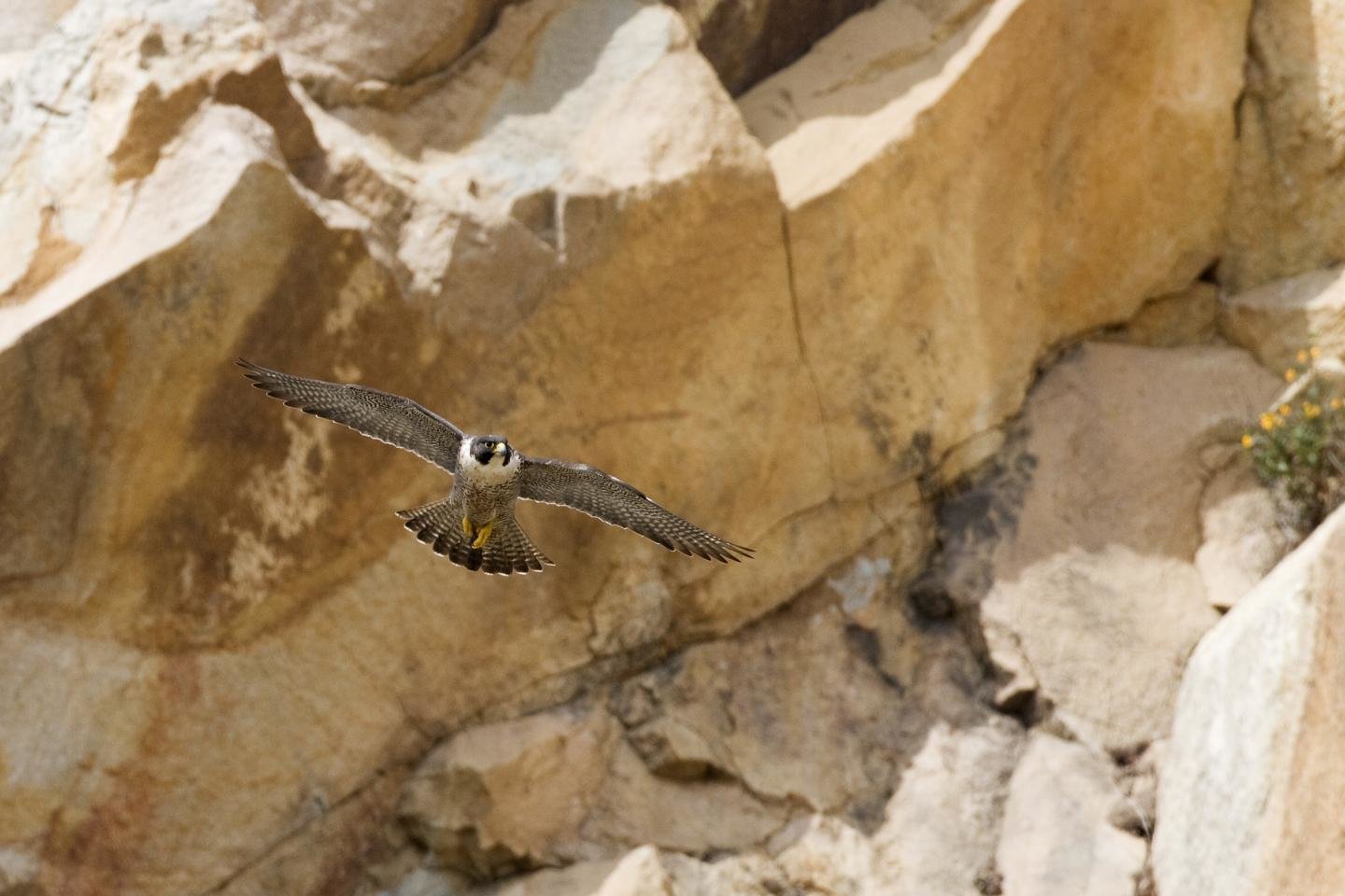 Free Peregrine Falcon high quality background ID:244699 for hd 1440x960 PC