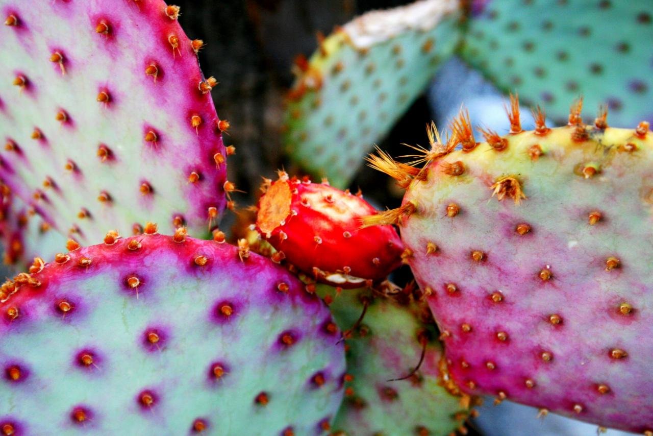Download hd 1280x854 Cactus PC background ID:408572 for free