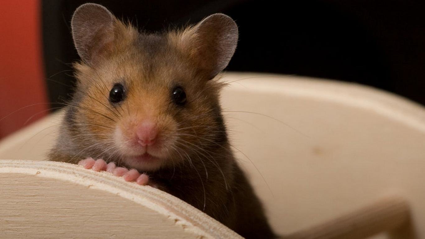 Best Hamster background ID:234050 for High Resolution laptop computer