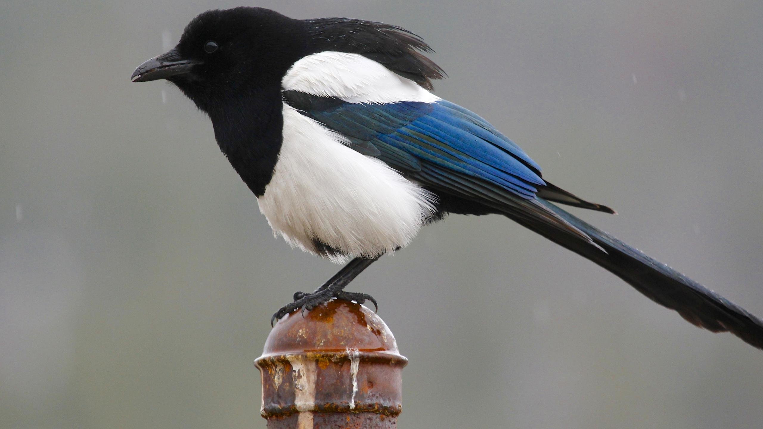 High resolution Magpie hd 2560x1440 background ID:130332 for desktop