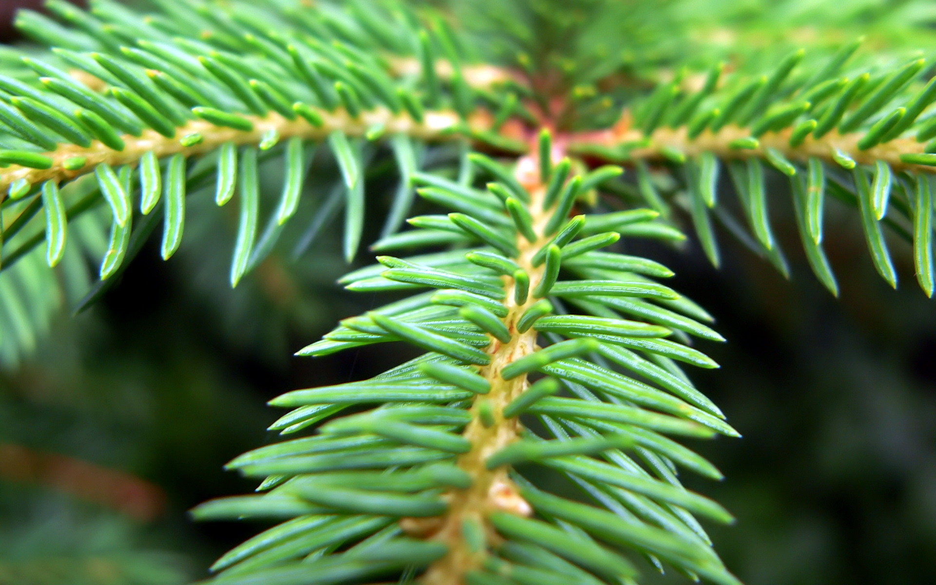 High resolution Pine Tree hd 1920x1200 wallpaper ID:234142 for computer