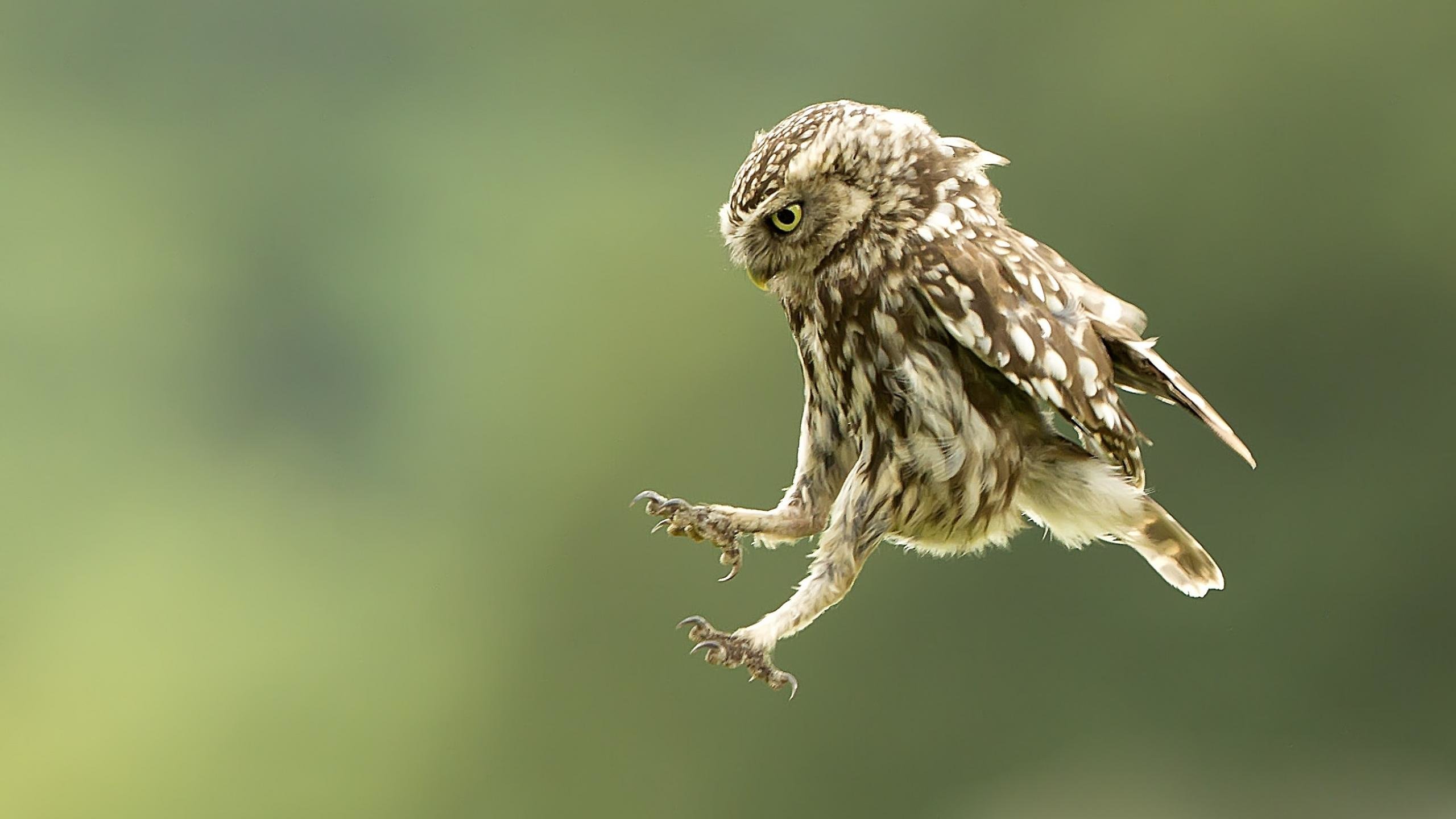 Free Owl high quality wallpaper ID:237224 for hd 2560x1440 computer