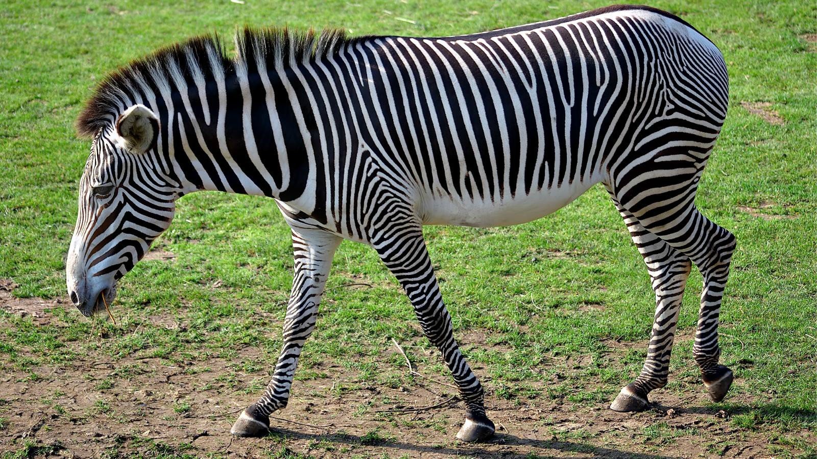 Awesome Zebra free wallpaper ID:73811 for hd 1600x900 computer