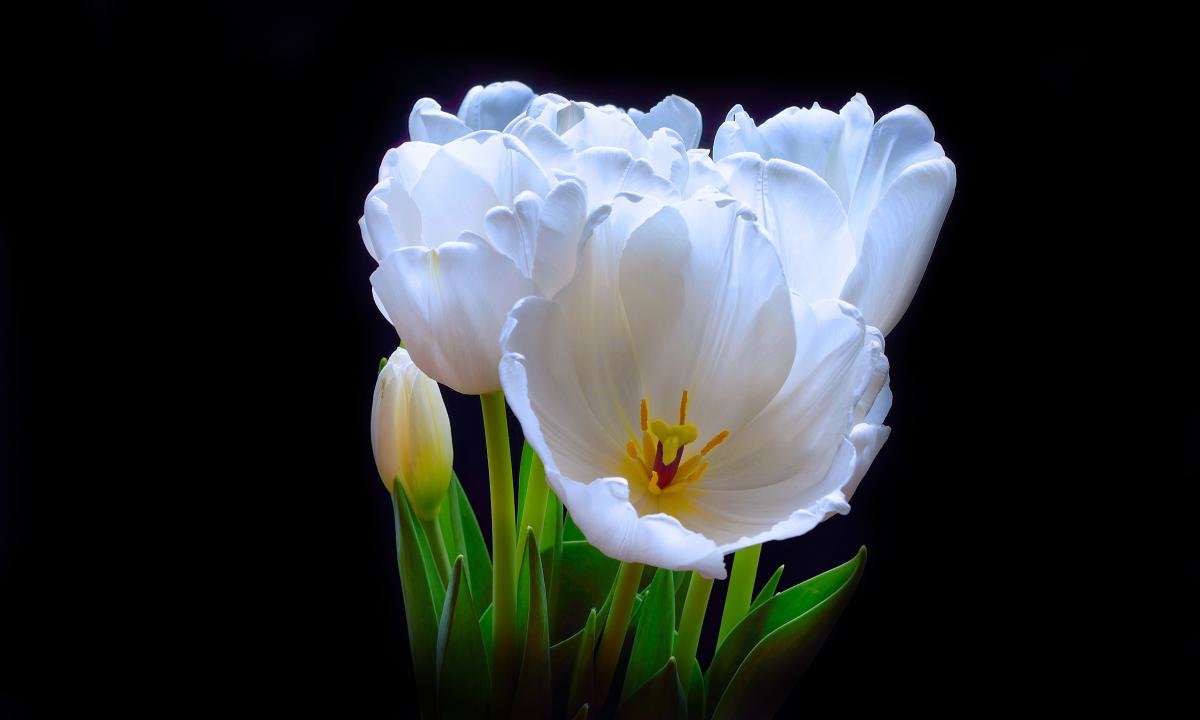 Free download Tulip background ID:157178 hd 1200x720 for PC