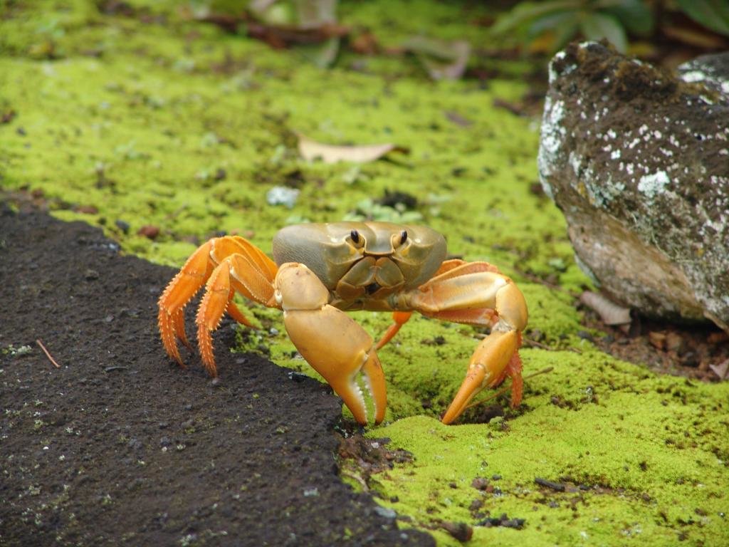 Best Crab wallpaper ID:294322 for High Resolution hd 1024x768 computer