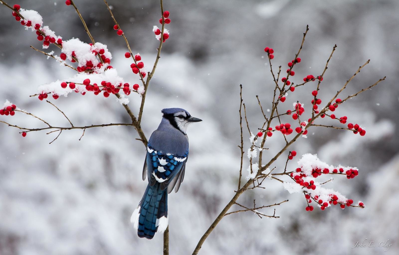 Free download Blue Jay background ID:158390 hd 1600x1024 for desktop