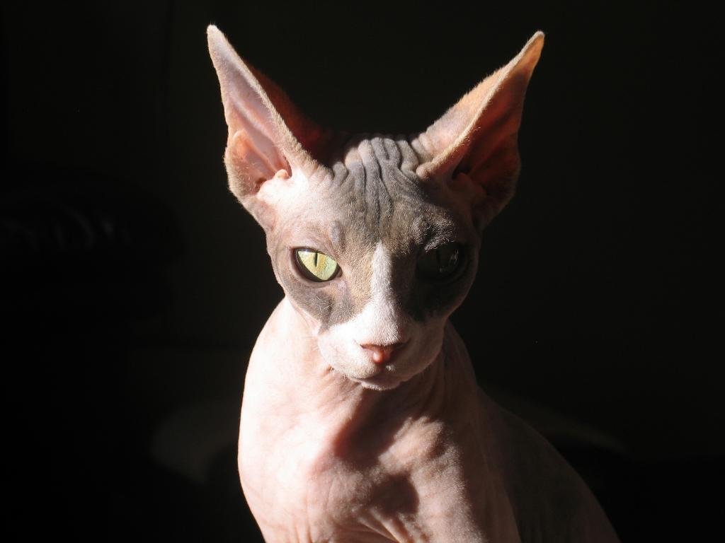 Free download Sphynx Cat background ID:449301 hd 1024x768 for computer