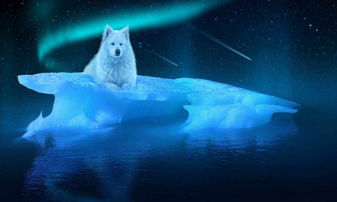 Free download Arctic Wolf background ID:233920 hd 1280x768 for computer