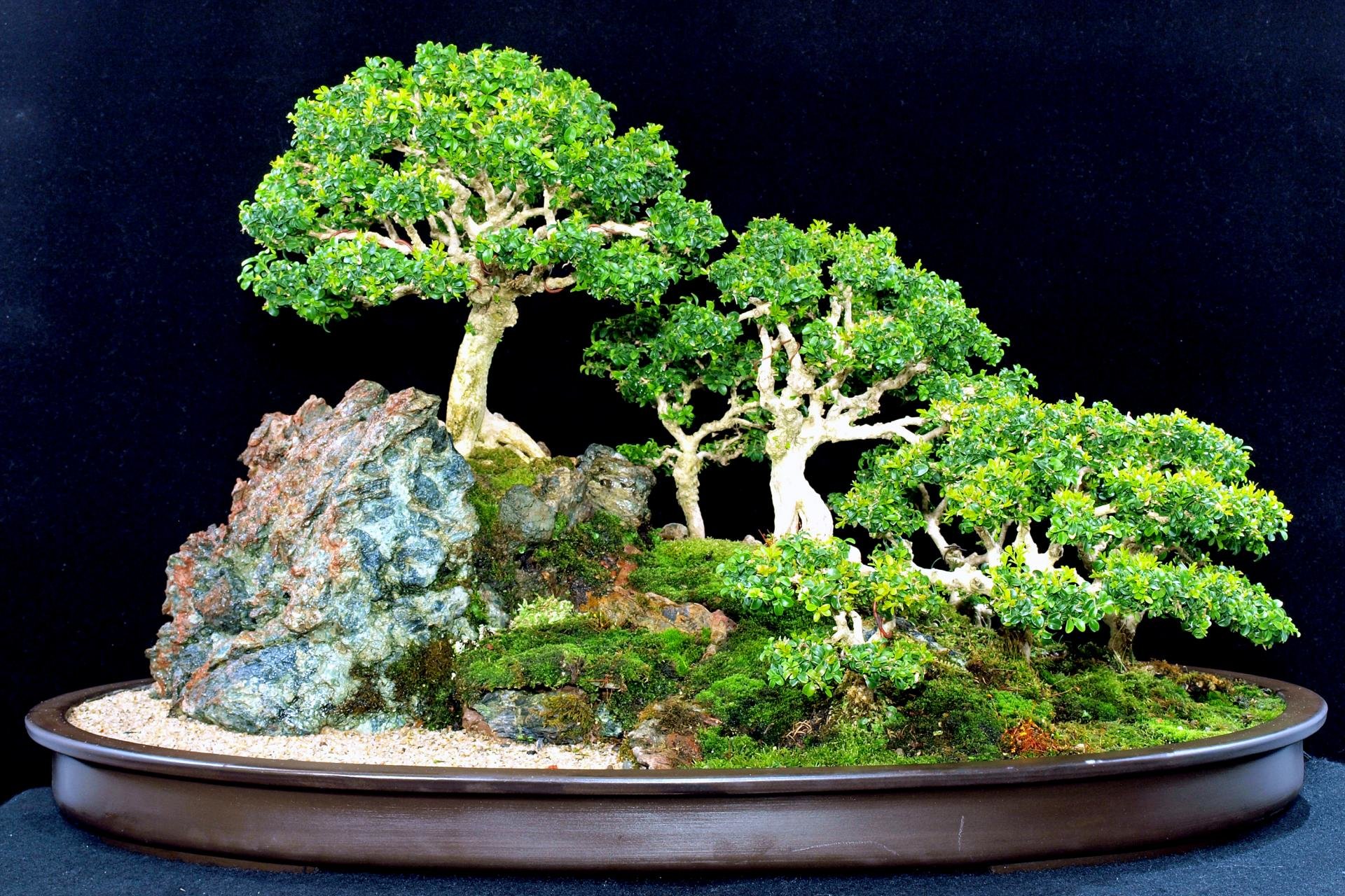 Awesome Bonsai free background ID:128788 for hd 1920x1280 PC