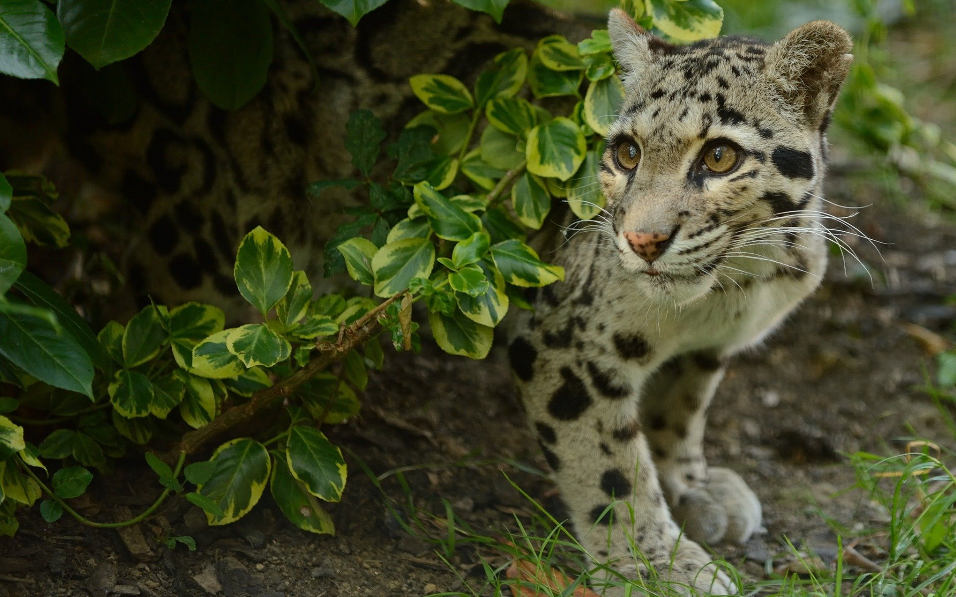 Best Clouded Leopard background ID:260358 for High Resolution hd 1920x1200 PC