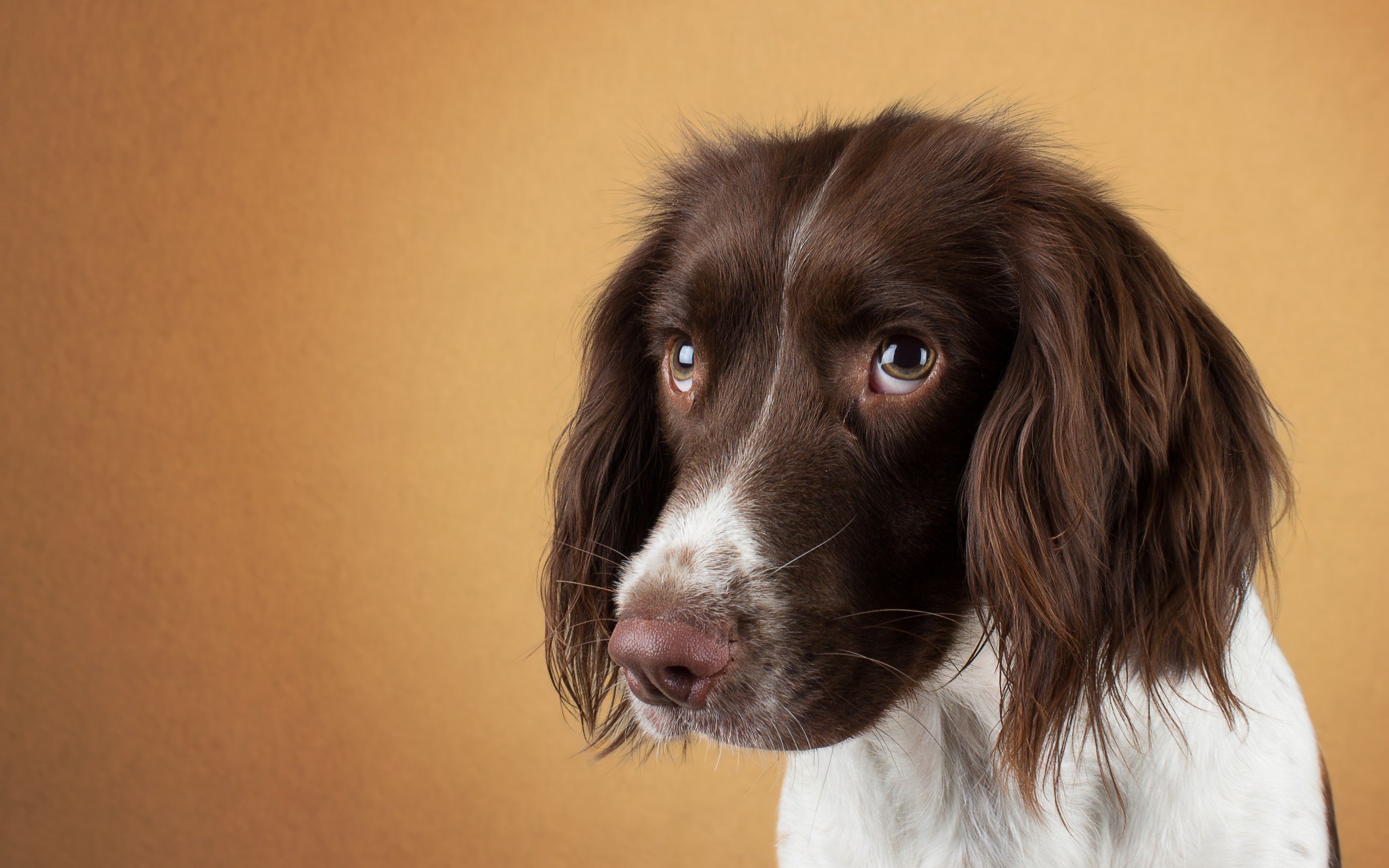 Download hd 2880x1800 Spaniel computer background ID:186017 for free